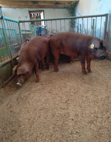 duroc-big-4