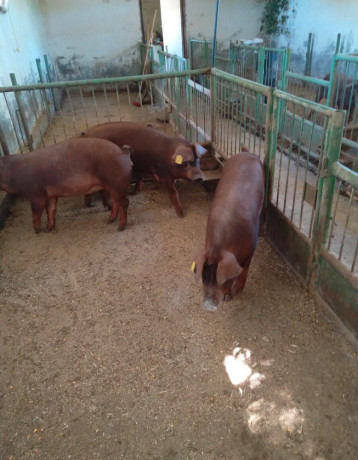duroc-big-2