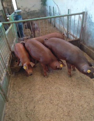 duroc-big-3