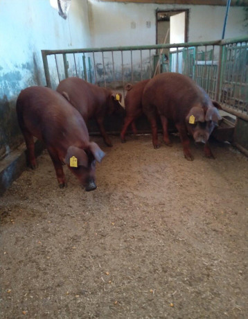 duroc-big-0
