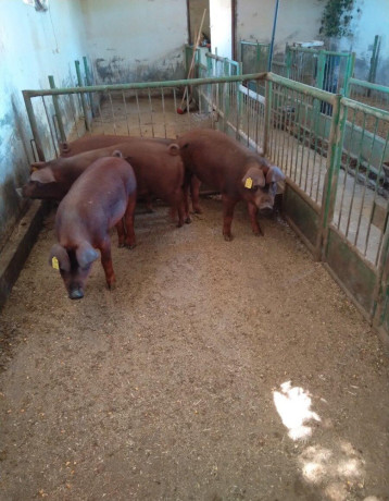 duroc-big-1