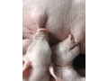 odstavcata-small-2