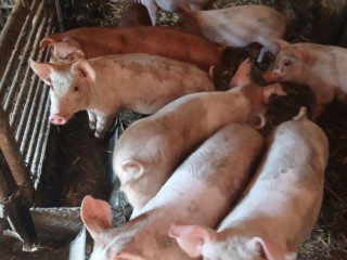 predam-odstavcata-duroc-50bu-50