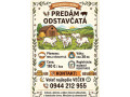 odstavcata-prasiatka-small-0