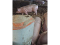 predam-osipane-small-4