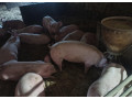predam-osipane-small-0