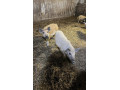 mangalice-small-1