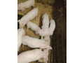 prasiatko-predam-small-3