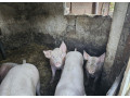 predam-osipane-small-2