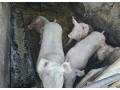 predam-osipane-small-3