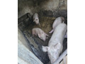 predam-osipane-small-4