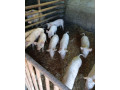 predam-odstavcata-small-0