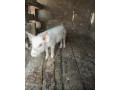 na-predaj-odstavcata-15-kg-small-0