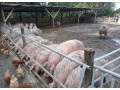 predam-jatocne-osipane-small-0