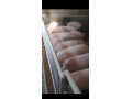 predam-jatocne-osipane-small-1