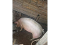 prasata-small-1