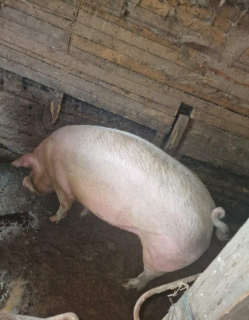 prasata-big-1