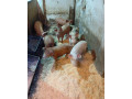 predam-osipane-small-1