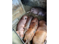predam-osipane-small-2