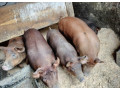 predam-osipane-small-0