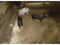 vietnamske-prasiatka-small-0