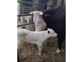 domace-bio-mlieko-na-predaj-small-1
