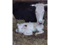 domace-bio-mlieko-na-predaj-small-0