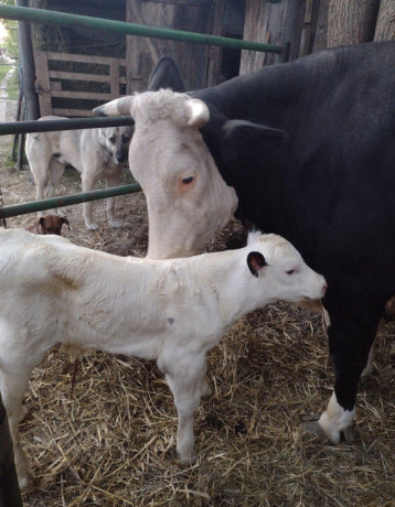 domace-bio-mlieko-na-predaj-big-1