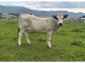 predam-jalovice-small-0