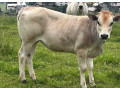 predam-jalovice-small-1