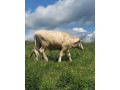 bycek-small-4
