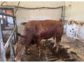 byk-limousine-small-0