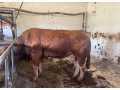 byk-limousine-small-1