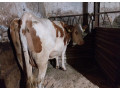 krava-small-1