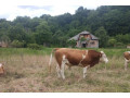 predam-byka-small-0