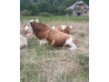 predam-byka-small-3
