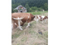 predam-byka-small-2