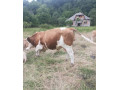 predam-byka-small-4