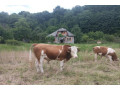 predam-byka-small-1