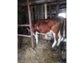 predam-jalovicu-small-0