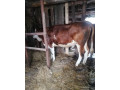 predam-jalovicu-small-1