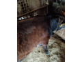 jalovica-slovenska-strakata-small-2