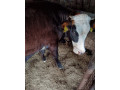 jalovica-slovenska-strakata-small-1