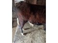 jalovica-slovenska-strakata-small-3