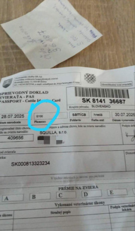 jalovica-slovenska-strakata-big-4