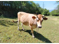 predam-jersey-jalovicu-small-1
