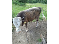 predam-dobytok-small-1