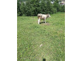 predam-dobytok-small-0