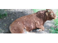 byk-limusine-small-4