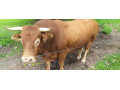 byk-limusine-small-0